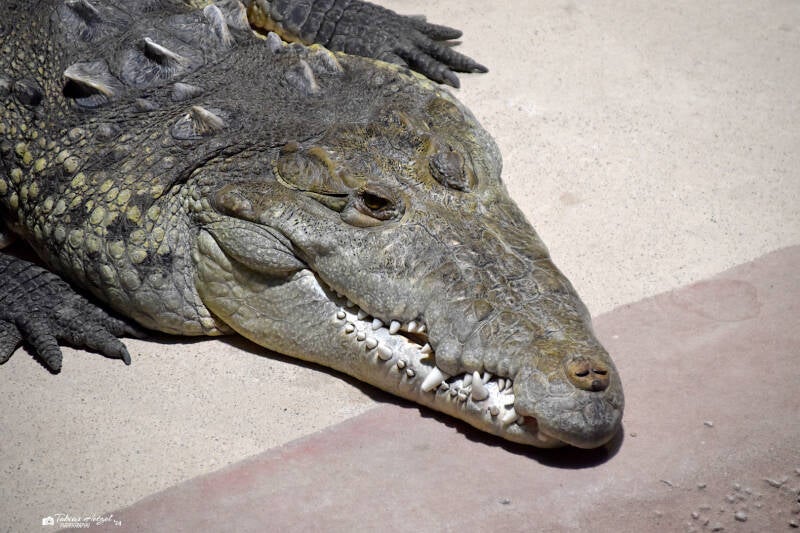 Beulenkrokodil | Meeresaquarium Zella-Mehlis | 24.09.2020