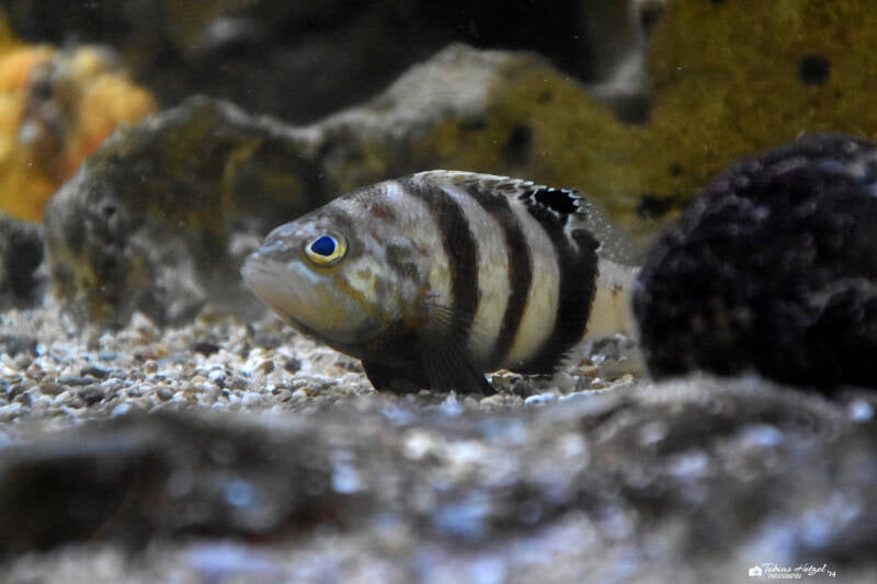 Beutelbarsch | Staatliches Museum für Naturkunde Karlsruhe | 09.03.2023