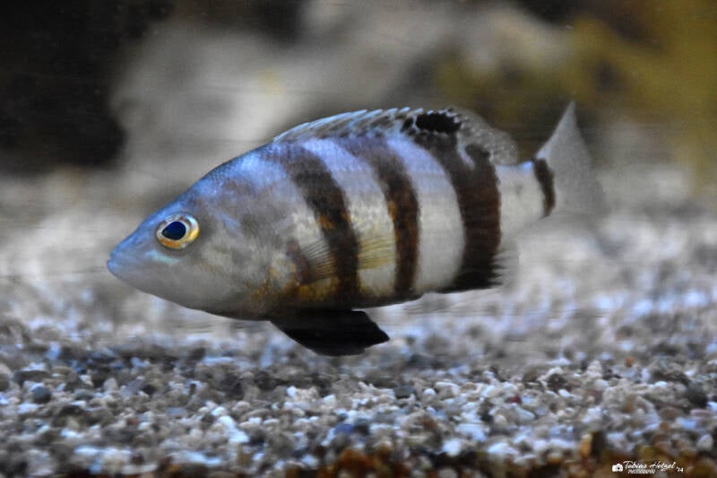 Beutelbarsch | Staatliches Museum für Naturkunde Karlsruhe | 09.03.2023