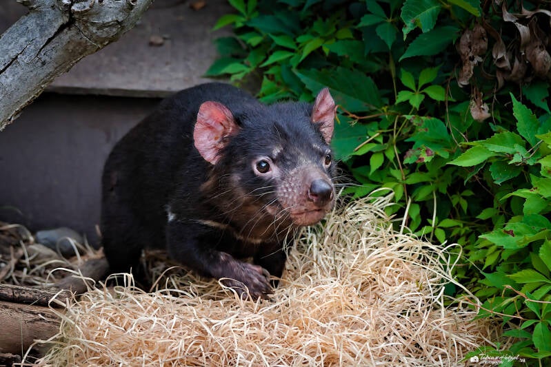Beutelteufel | Zoo Prag | 18.08.2024