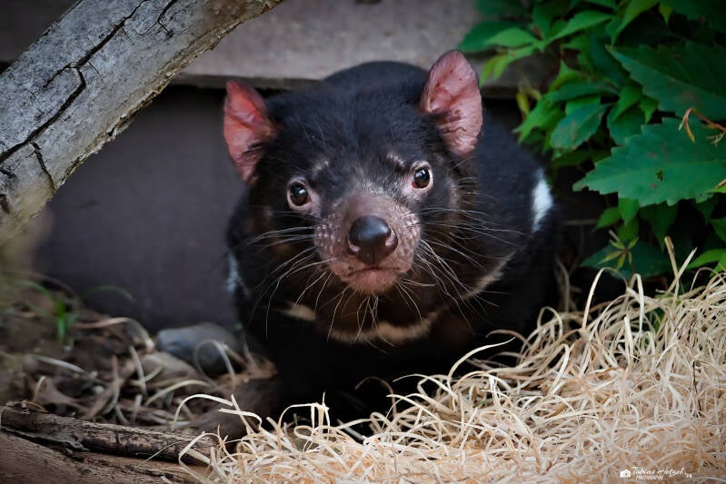 Beutelteufel | Zoo Prag | 18.08.2024
