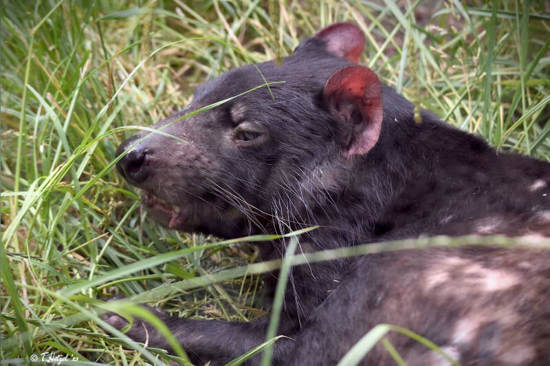 Beutelteufel | Zoo Duisburg | 06.06.2022