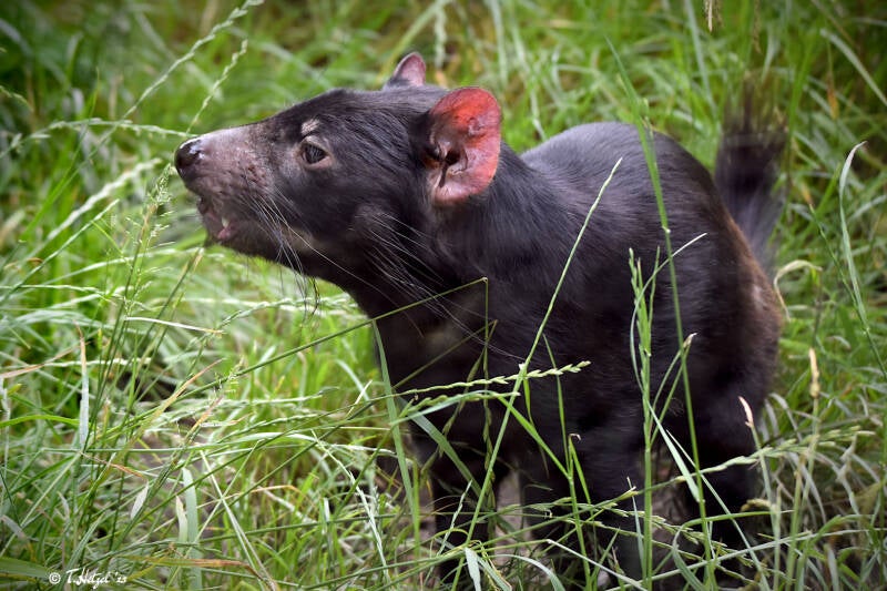 Beutelteufel | Zoo Duisburg | 06.06.2022