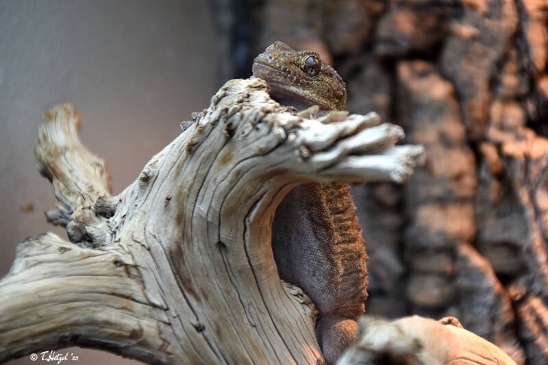Bibrons Dickfingergecko