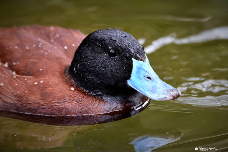 Bindenruderente | Zoo Heidelberg | 02.04.2022