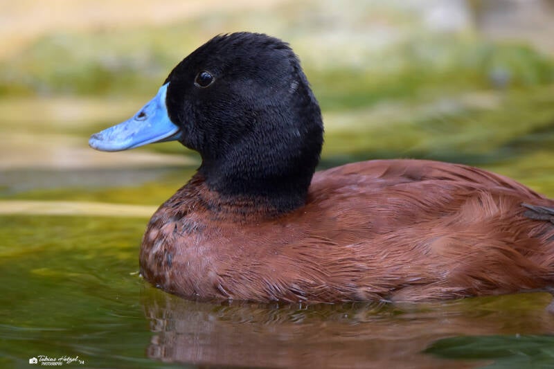Bindenruderente | Zoo Heidelberg | 22.06.2020