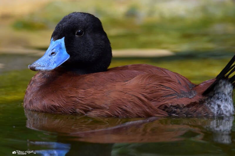 Bindenruderente | Zoo Heidelberg | 22.06.2020