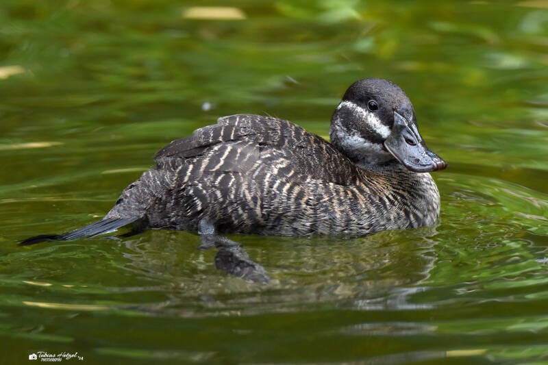 Bindenruderente | Zoo Heidelberg | 22.06.2020
