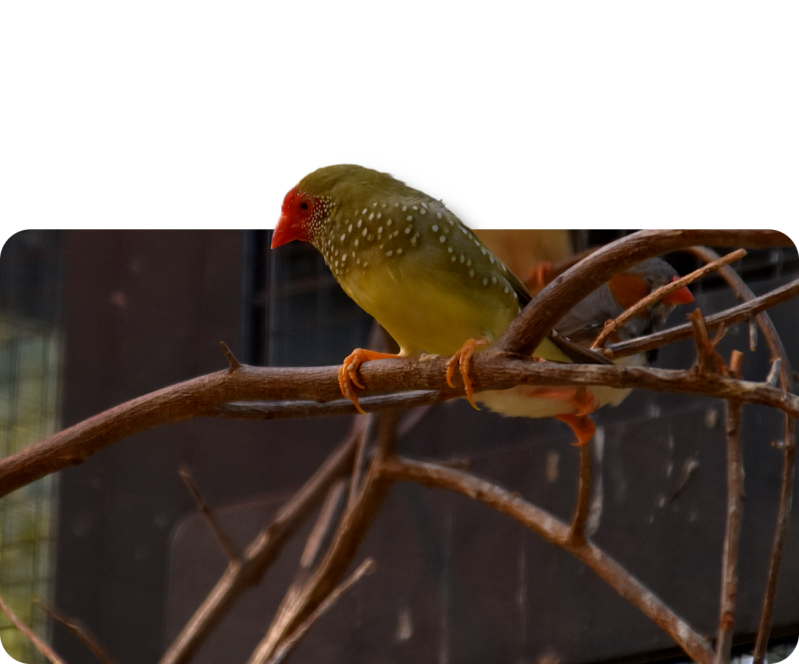 Binsenamadine (kein Unterartenstatus)