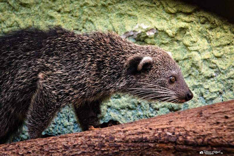 Binturong (kein Unterartenstatus) | Zoo Dresden | 12.07.2025
