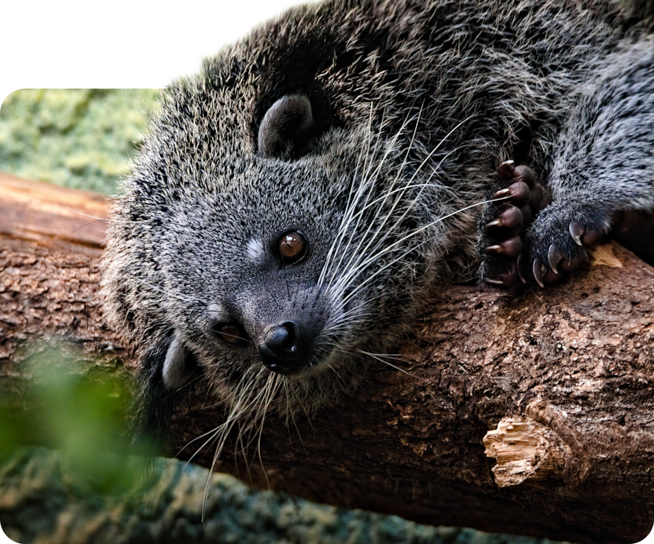 Binturong (kein Unterartenstatus)