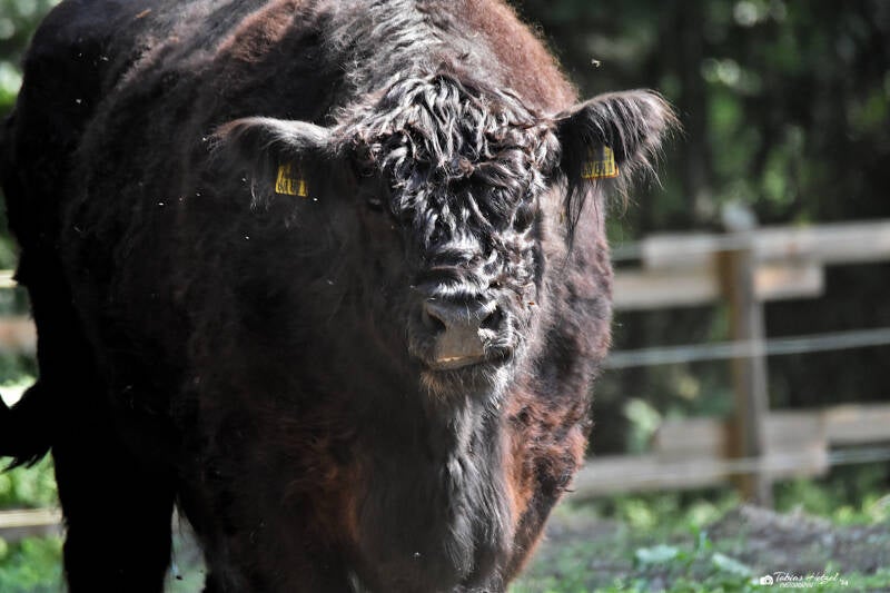 Black Galloway | Filmtierpark Eschede | 10.06.2023