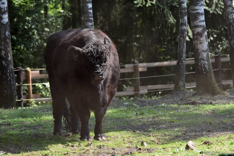 Black Galloway | Filmtierpark Eschede | 10.06.2023