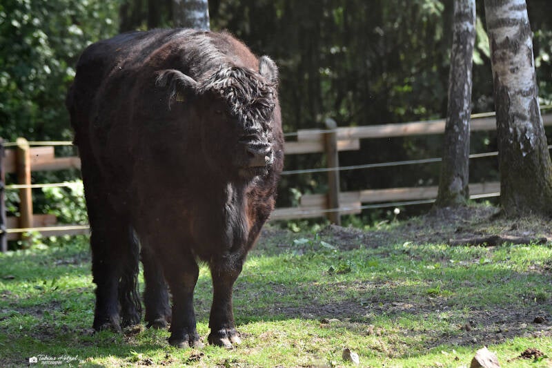 Black Galloway | Filmtierpark Eschede | 10.06.2023