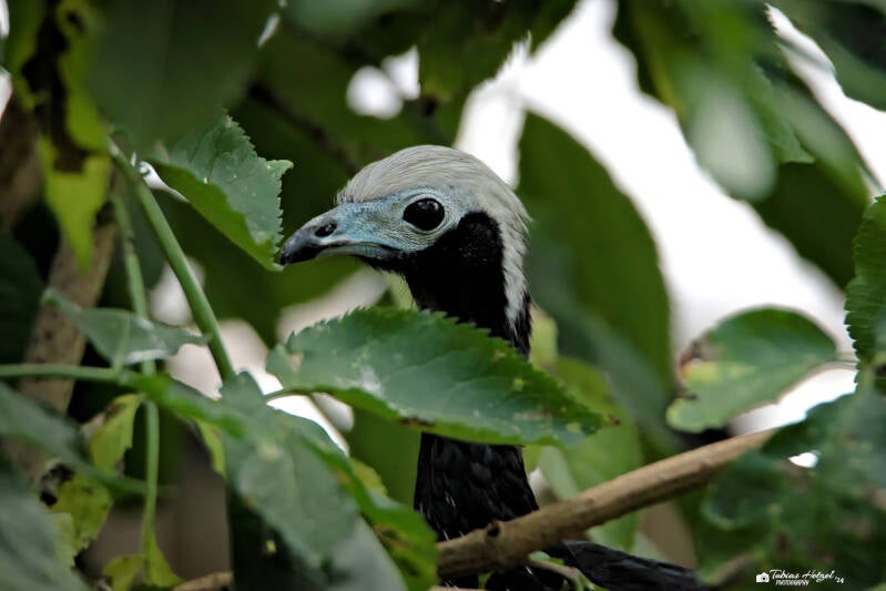 Blasskehlguan | Zoo Prag | 18.08.2024