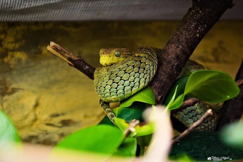 Blattgrüne Buschviper | Safaripark Dvur Kralove | 17.08.2024
