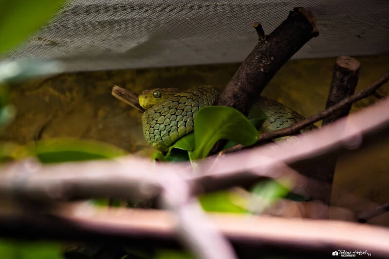 Blattgrüne Buschviper | Safaripark Dvur Kralove | 17.08.2024