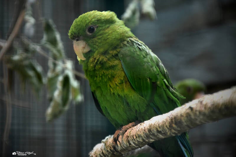 Blaubauchpapagei | Weltvogelpark Walsrode | 09.06.2023