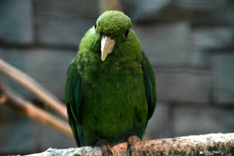 Blaubauchpapagei | Weltvogelpark Walsrode | 09.06.2023