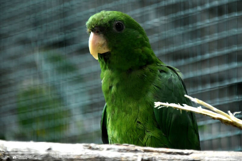 Blaubauchpapagei | Weltvogelpark Walsrode | 09.06.2023
