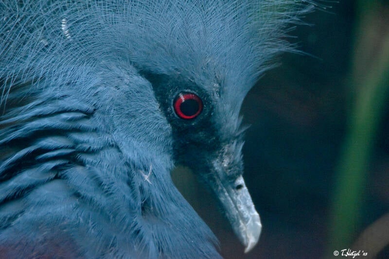 Blaubrust-Krontaube | Zoo Heidelberg |  22.06.2020