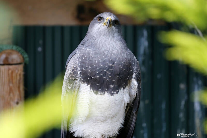 Andenbussard | Greivogelpark Grafenwiesen | 16.08.2018