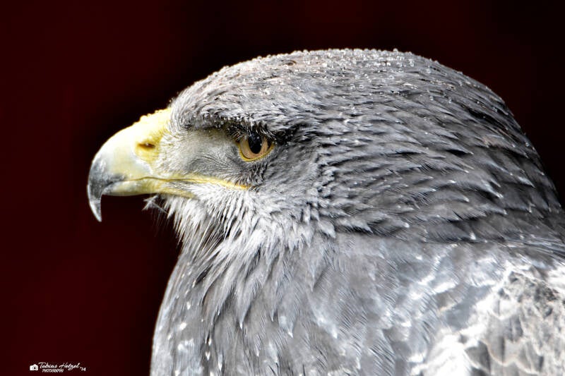 Andenbussard | Zoo Neunkirchen | 30.01.2021