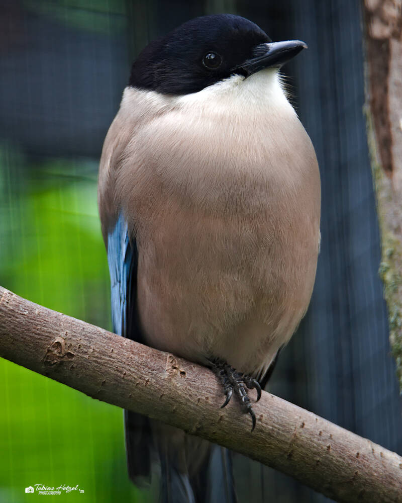 Blauelster | Tierpark Chemnitz | 13.07.2025