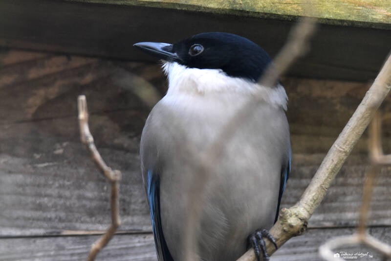 Blauelster | Vogel- und Tierpark Solingen-Ohligs | 13.02.2022