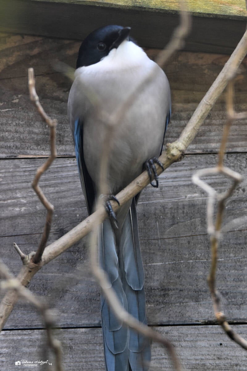 Blauelster | Vogel- und Tierpark Solingen-Ohligs | 13.02.2022