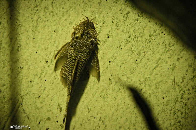 Blauer Antennen-Harnischwels | Zoo Wuppertal | 16.06.2024