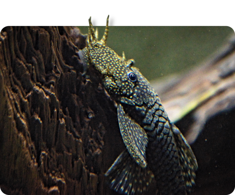 Blauer Antennen-Harnischwels