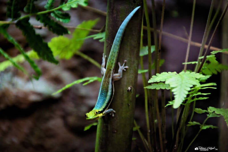 Blauer Bambustaggecko | AkvaTera Plzen | 16.08.2024