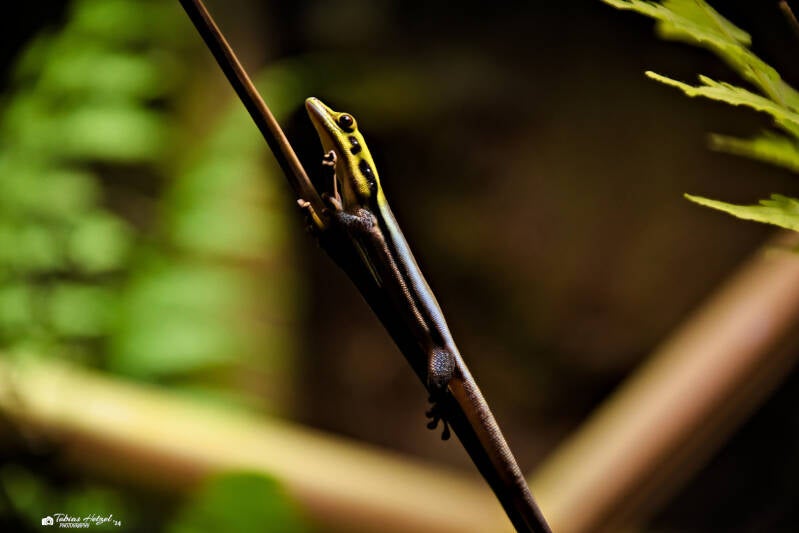 Blauer Bambustaggecko | AkvaTera Plzen | 16.08.2024