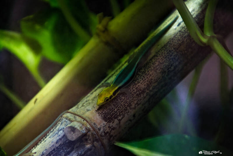 Blauer Bambustaggecko | Zoo Frankfurt | 06.09.2025