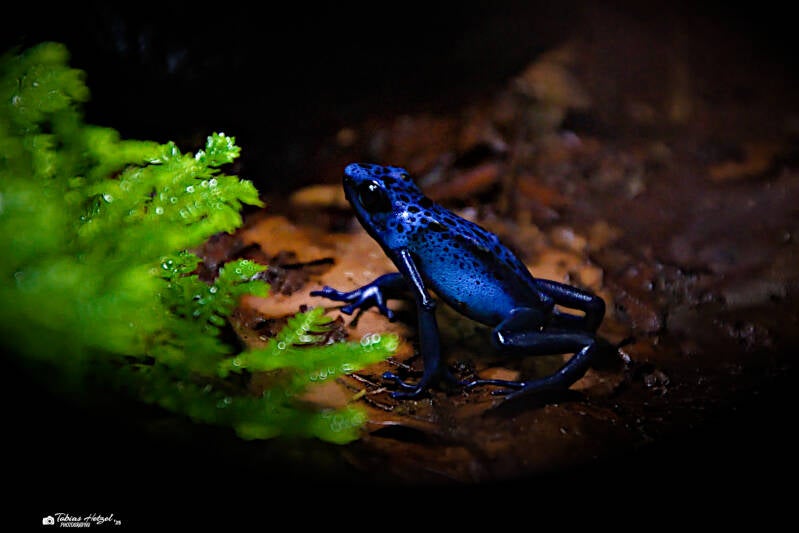 Blauer Baumsteiger | Tierpark Chemnitz | 13.07.2025