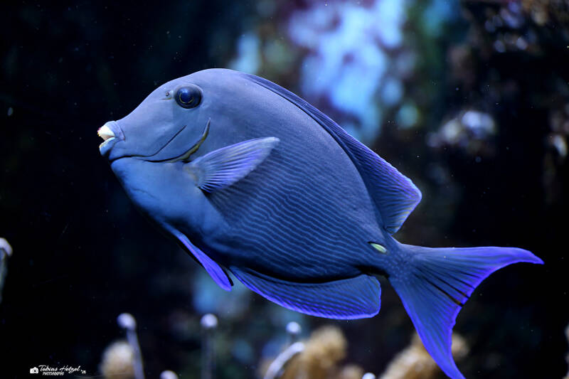 Blauer Doktorfisch | Zoo Köln | 28.12.2018