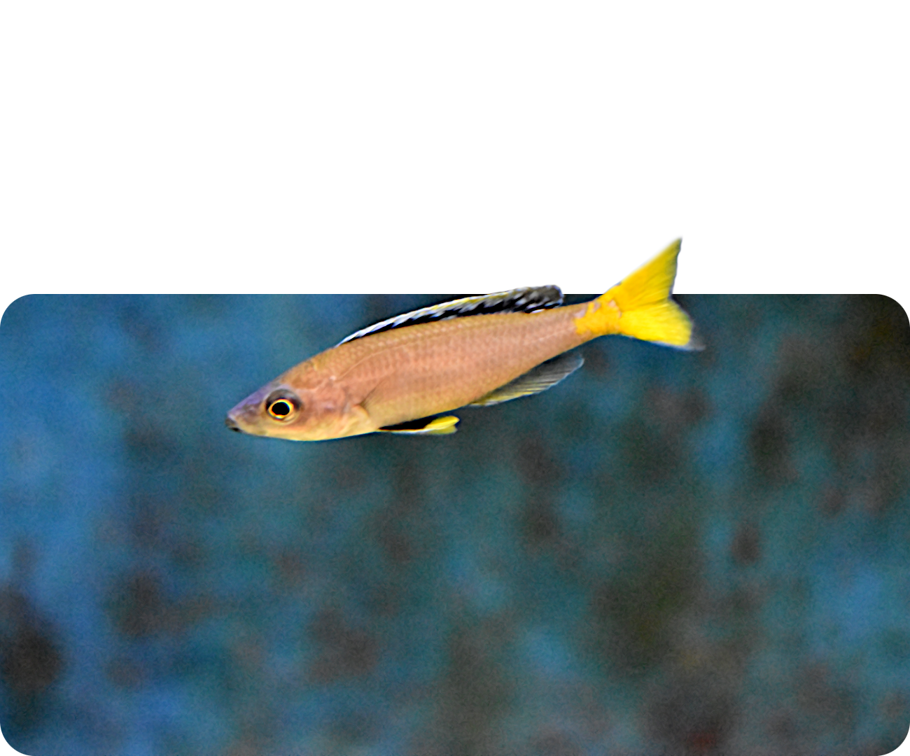 Blauer Heringscichlide
