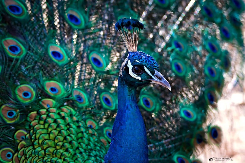 Blauer Pfau | Wildpark Alte Fasanerie, Hanau Klein-Auheim | 01.03.2026