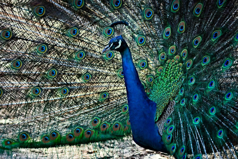 Blauer Pfau | Wildpark Alte Fasanerie, Hanau Klein-Auheim | 01.03.2026