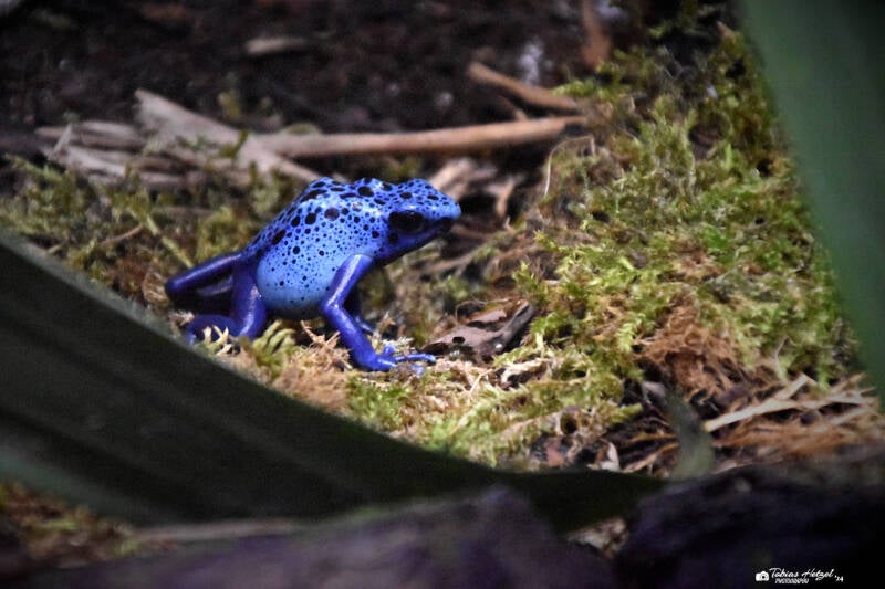 Blauer Baumsteiger | Vivarium Darmstadt | 28.11.2021
