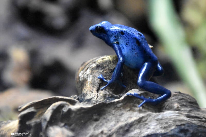Blauer Baumsteiger | Vivarium Darmstadt | 25.10.2022
