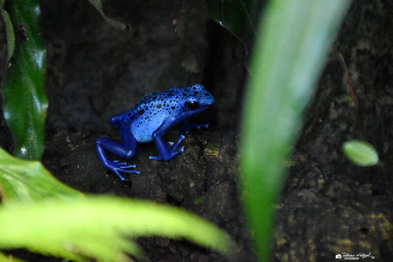 Blauer Baumsteiger | Wilhelma Stuttgart | 11.08.2023