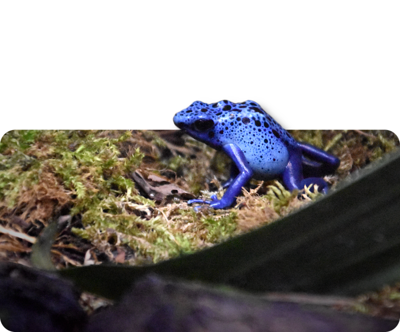 Färberfrosch