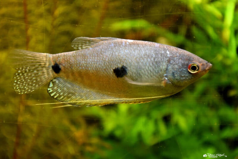 Blauer Fadenfisch | Ouwehands Dierenpark, Rhenen | 06.07.2021