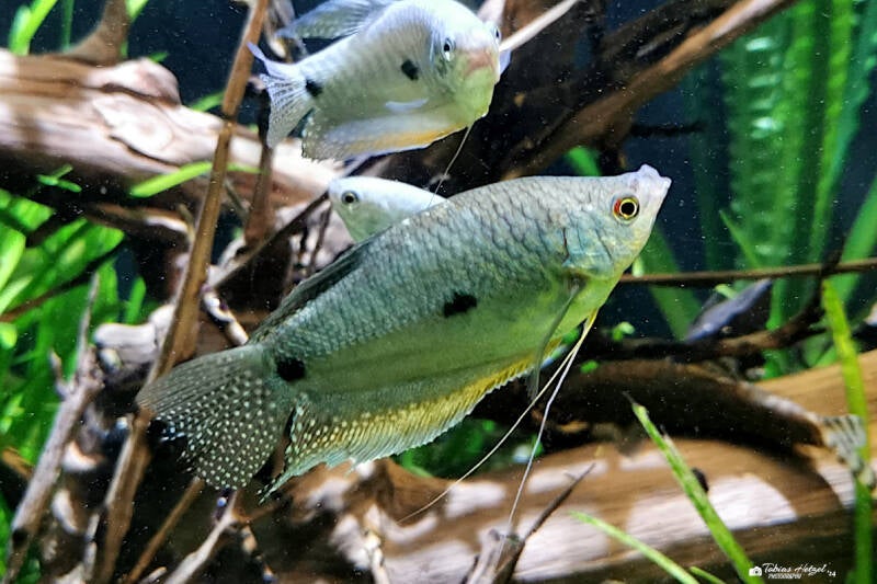 Blauer Fadenfisch | Meeresaquarium Zella-Mehlis | 01.08.2022