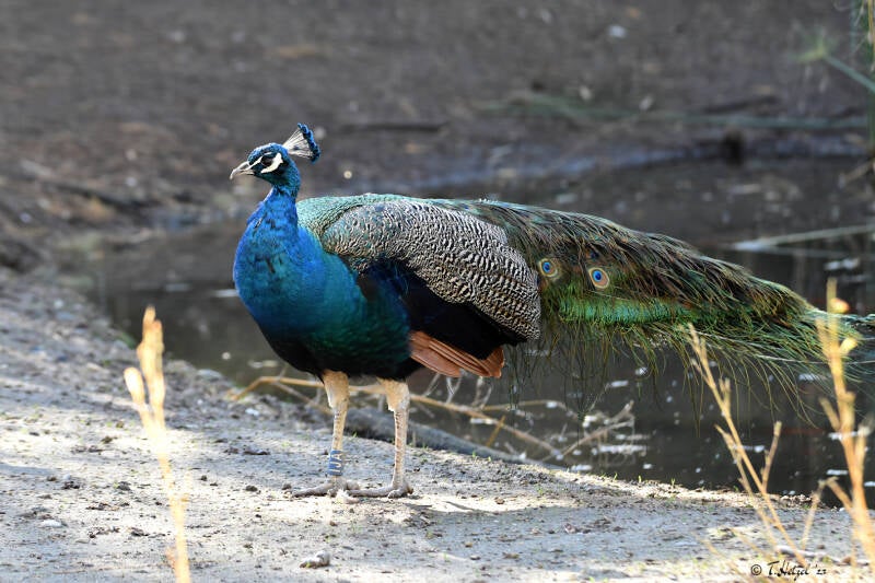 Blauer Pfau