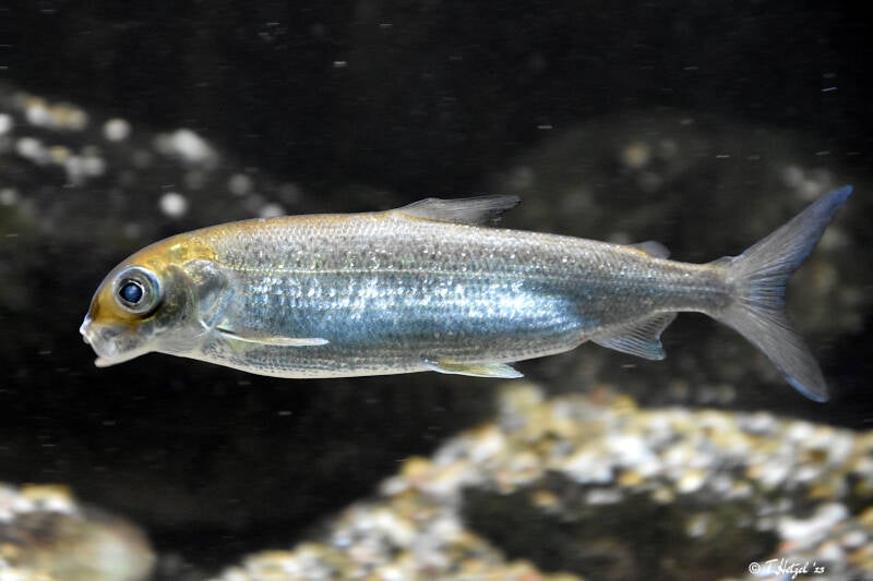 Blaufelchen | Wilhelma Stuttgart | 16.06.2023