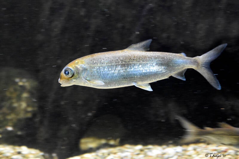 Blaufelchen | Wilhelma Stuttgart | 16.06.2023