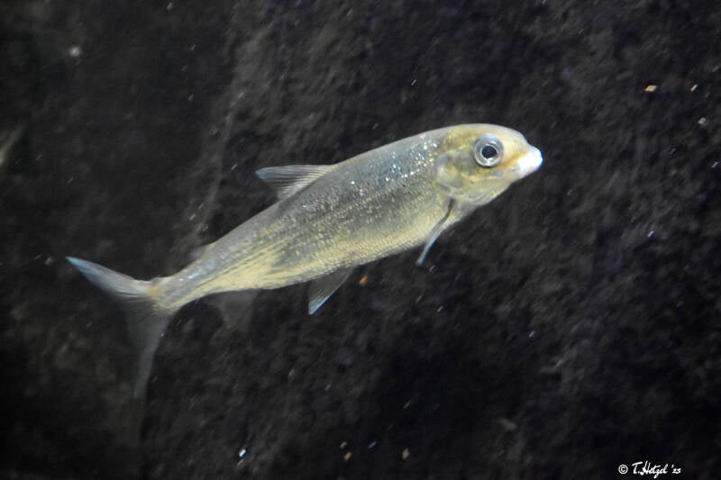 Blaufelchen | Wilhelma Stuttgart | 16.06.2023